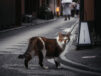 京都の全てを知りつくしたような一匹のキジ白猫に遭遇！古都の町並みに猫が溶け込んだ風景はとってもノスタルジック