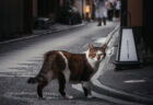 京都の全てを知りつくしたような一匹のキジ白猫に遭遇！古都の町並みに猫が溶け込んだ風景はとってもノスタルジック