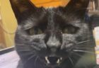【完全な般若顔】怒りと悲しみの二面性を表現した黒猫ちゃんの顔がコワ可愛い→あまりにも「般若の面」に似すぎていると話題に