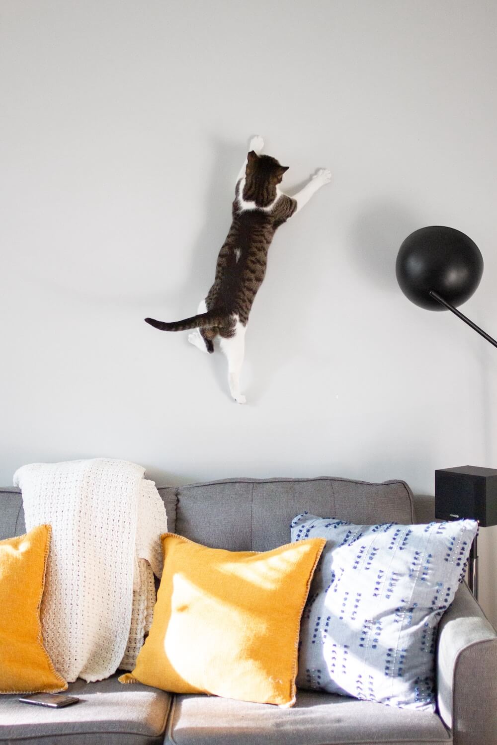 高く垂直跳びのジャンプをする猫のイメージ写真