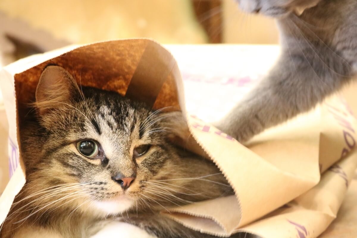 紙袋に入り込む猫のイメージ写真