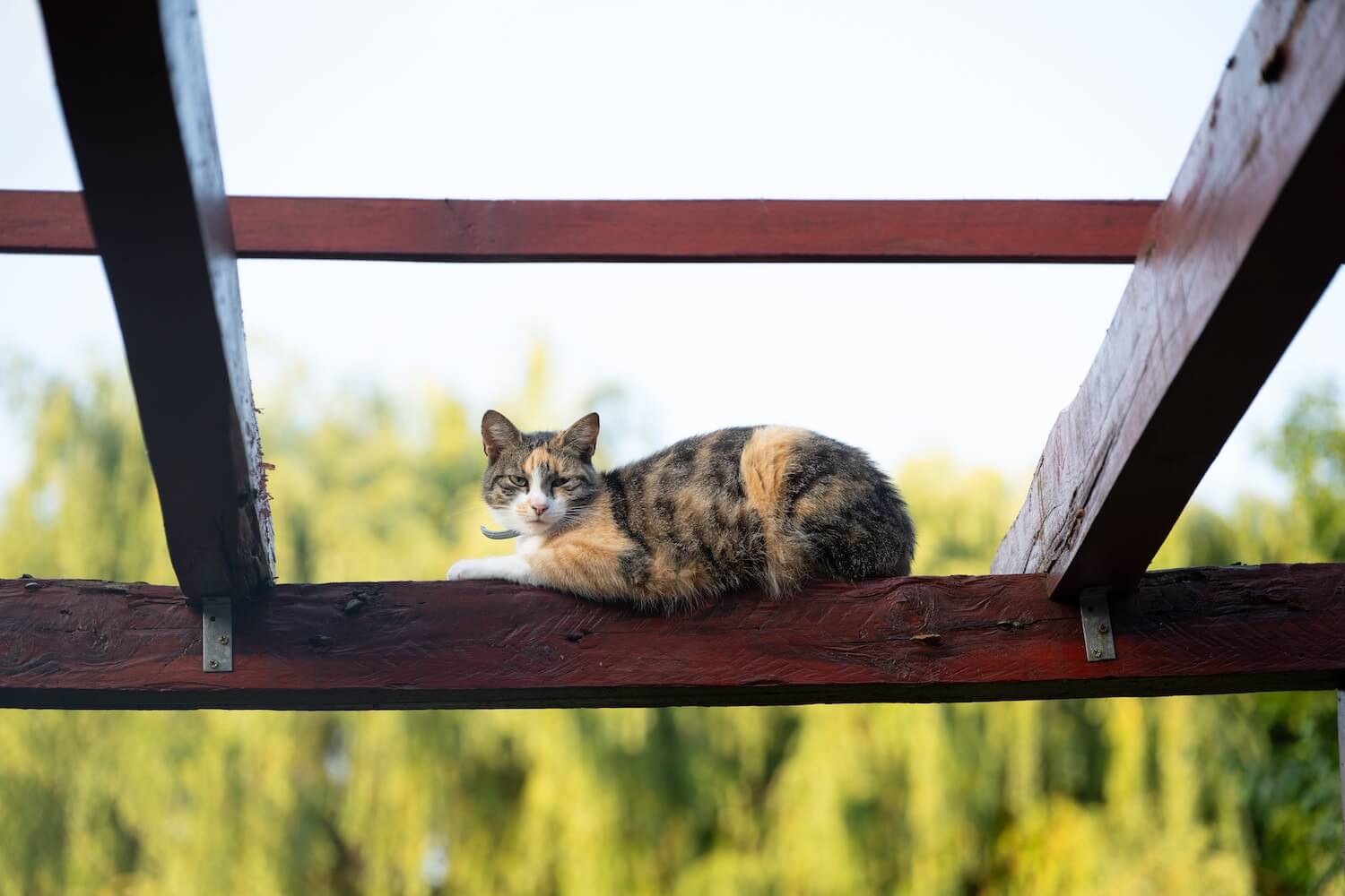 細い柱の上に座った猫（バランス力がいい猫）のイメージ写真