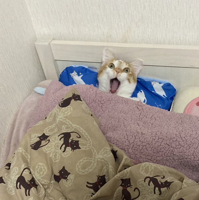 布団の中で絶叫しているような顔をする猫の写真