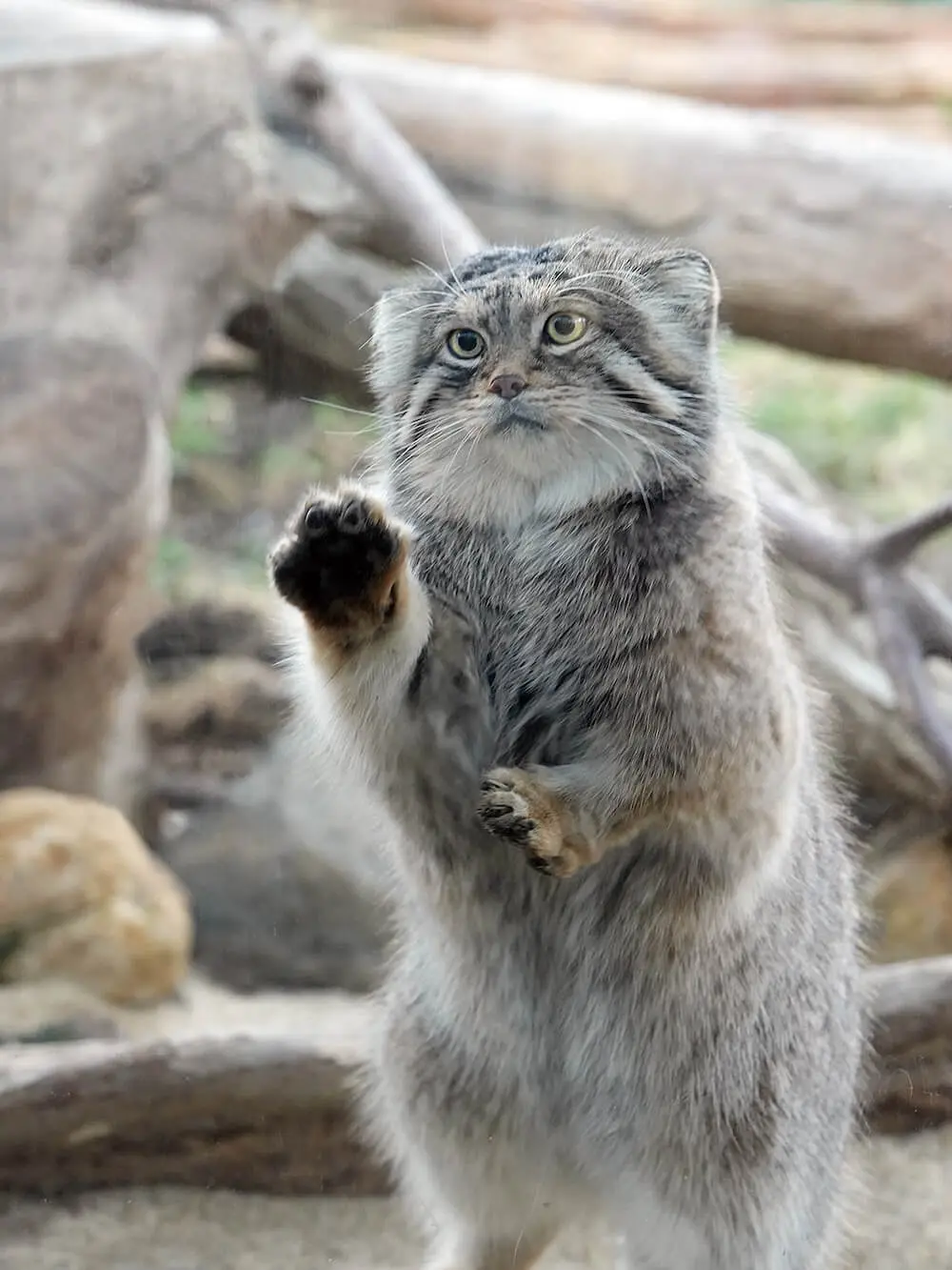 マヌルネコは何故かわいいのか？イエネコとの違いから生態や進化まで