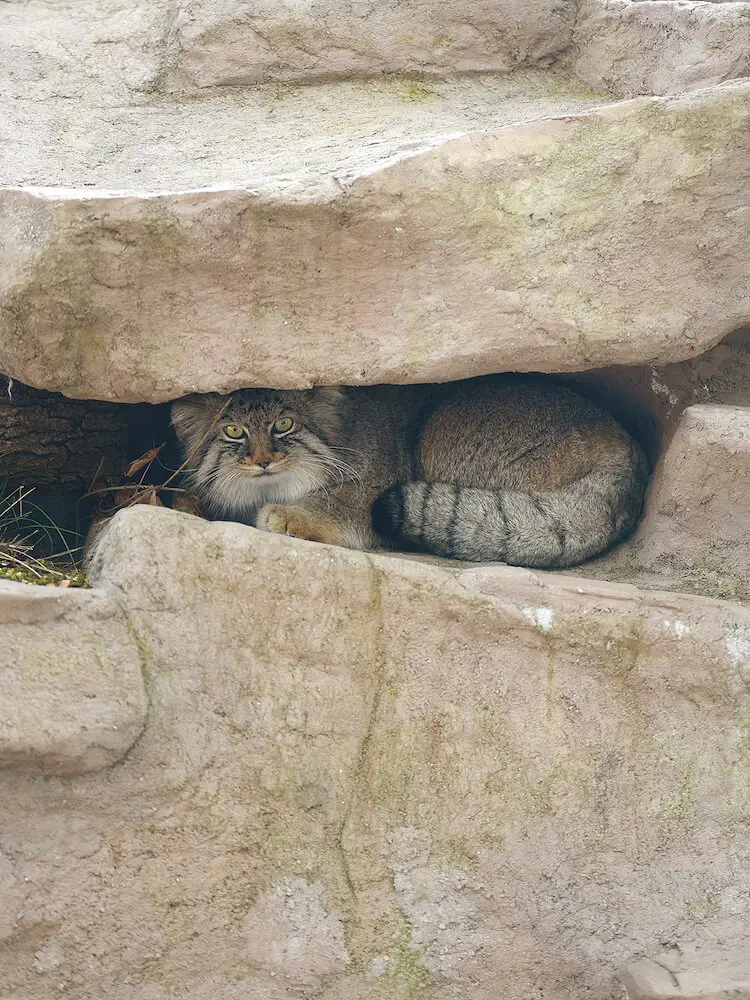 マヌルネコは何故かわいいのか？イエネコとの違いから生態や進化まで