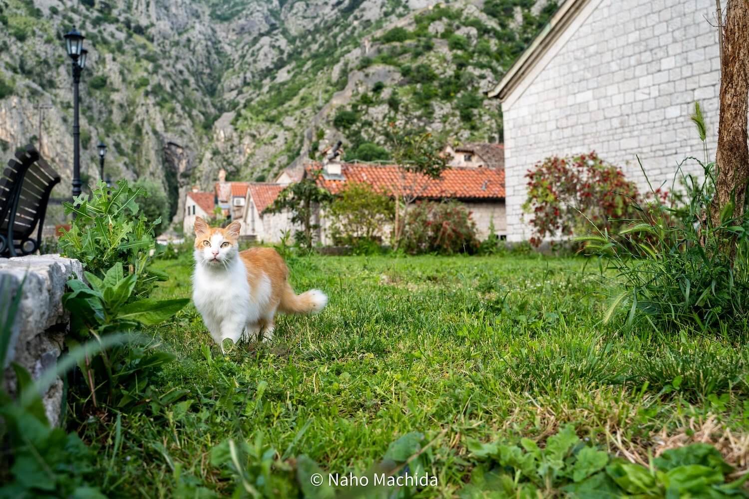 モンテネグロの岩山と猫 by 猫写真家の町田奈穂さん