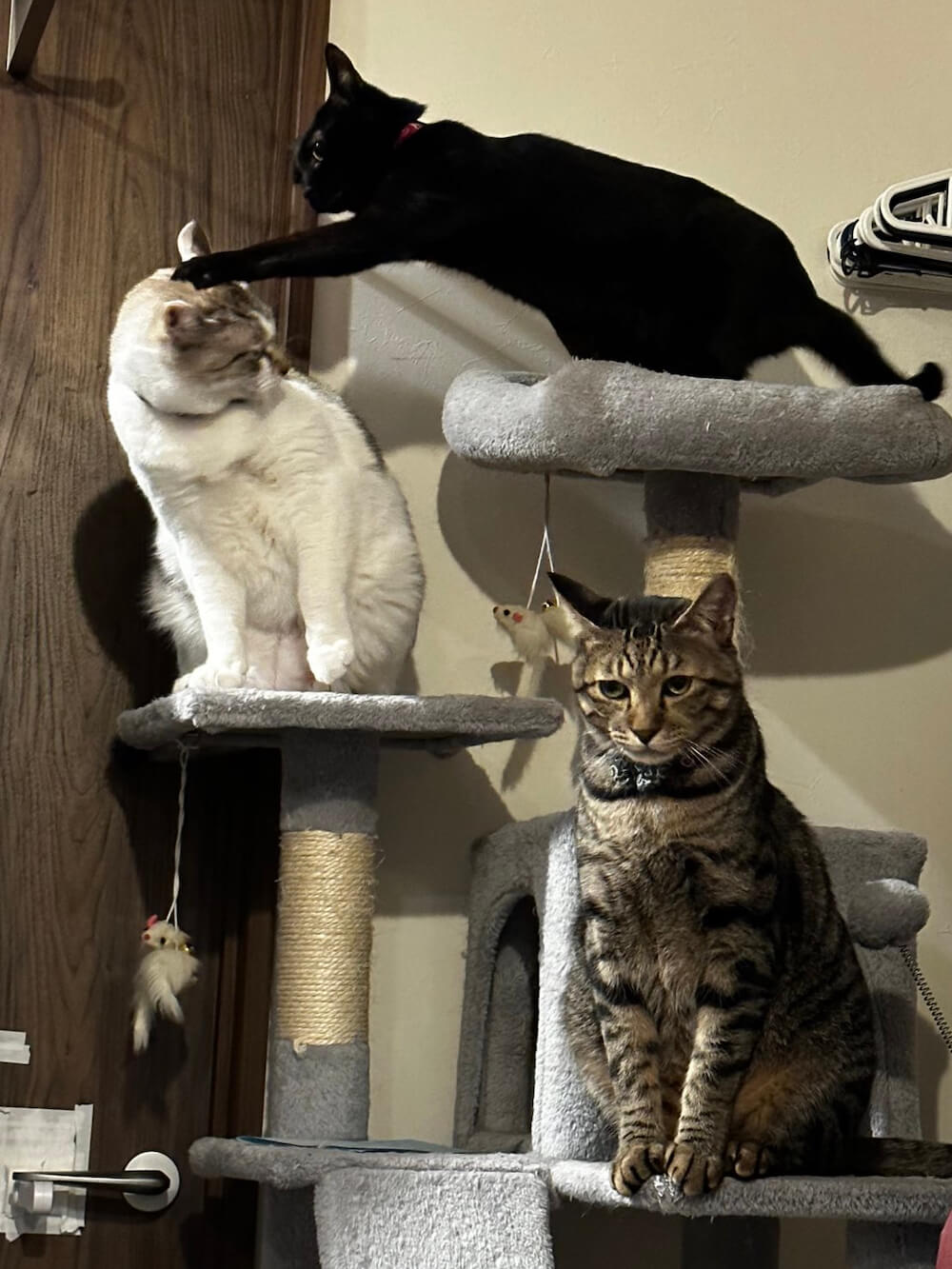 3匹の猫が暮らすおうち