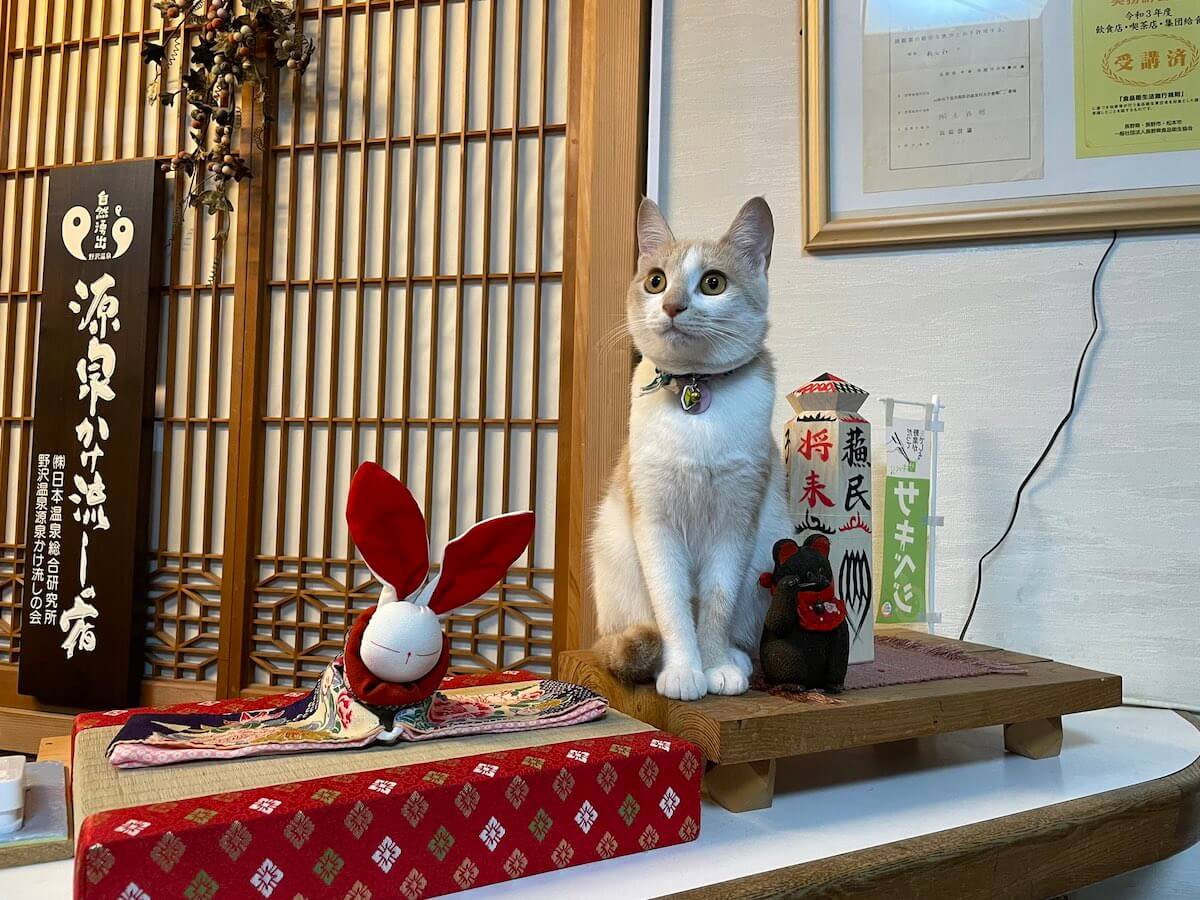 桐屋旅館の看板猫、ムギちゃん