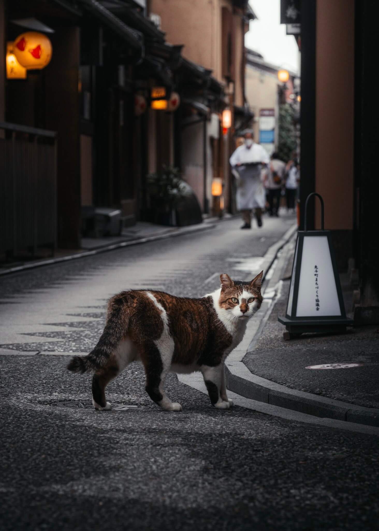 京都のを全てを知り尽くしていそうなキジ白猫