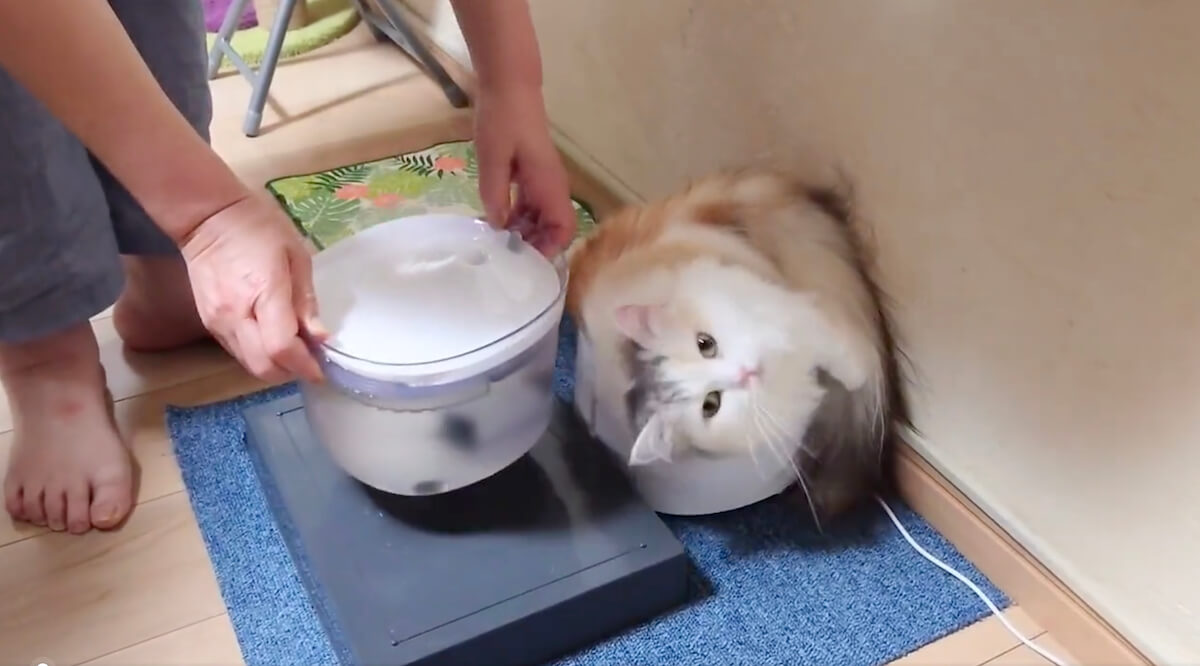 自動給水器の外容器にハマった猫