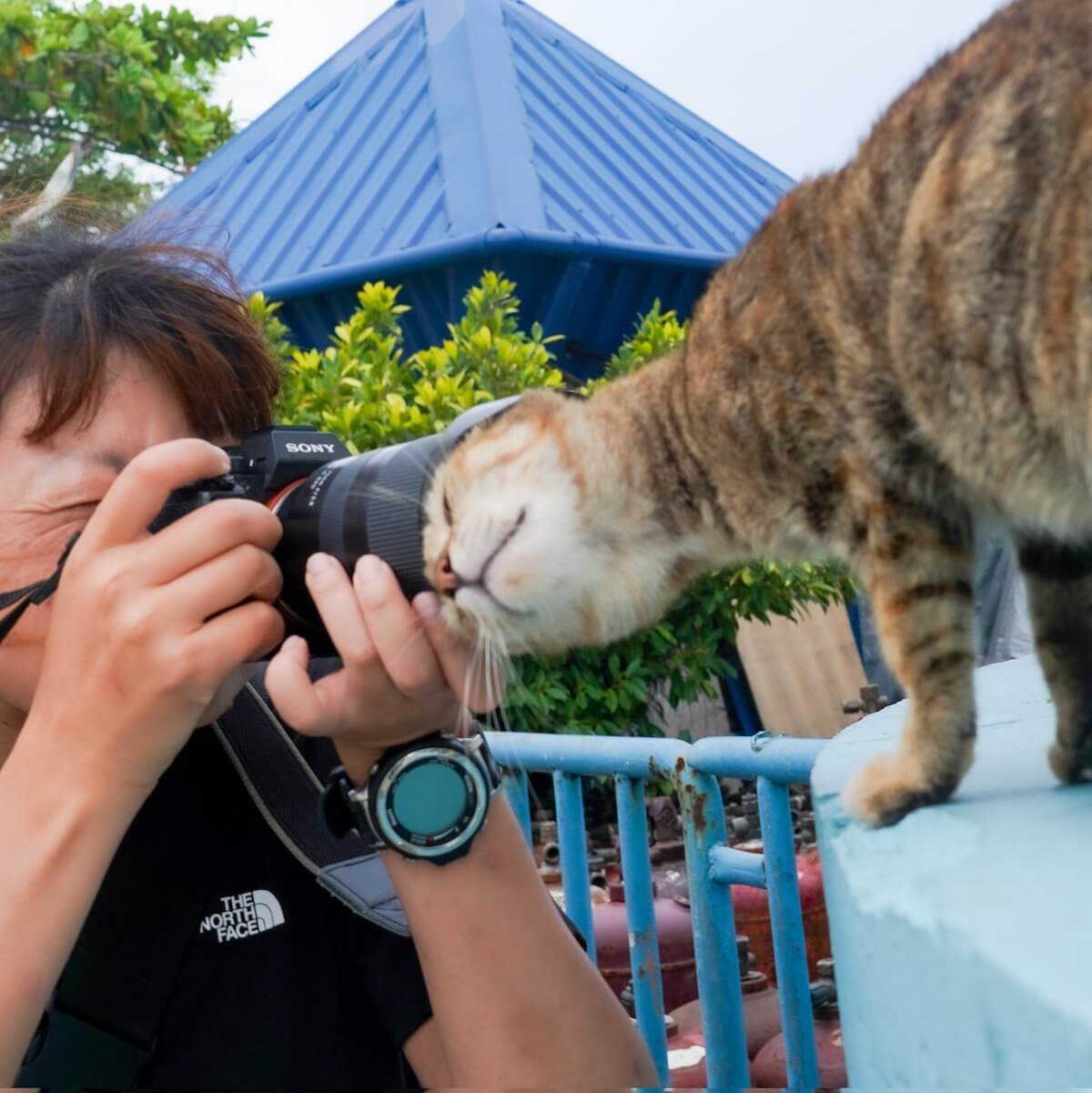 カメラのレンズに頭がすっぽりハマったスリスリ猫 by 猫写真家の町田奈穂さん