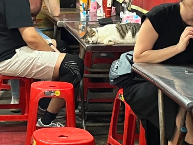 台湾の屋台のテーブルで眠る猫