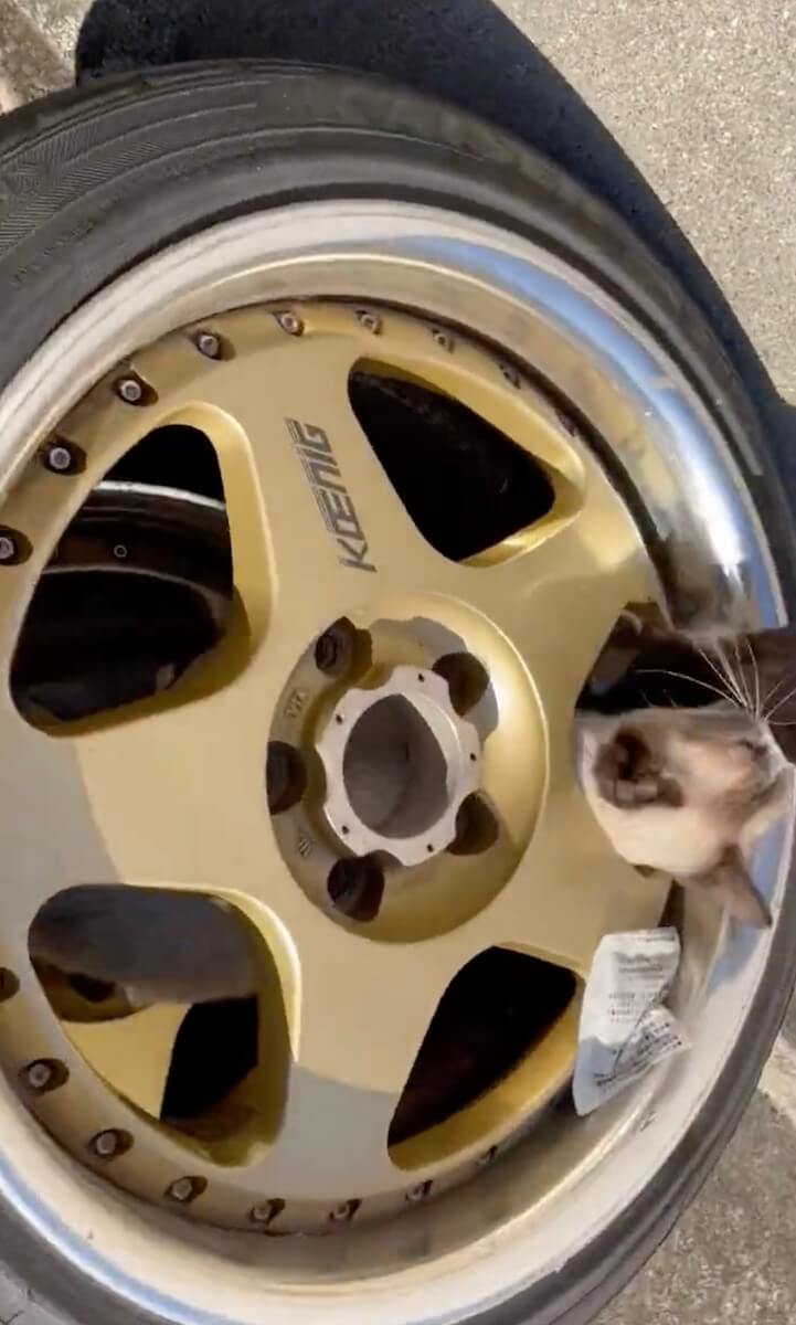 タイヤのホイールから顔を出す母猫