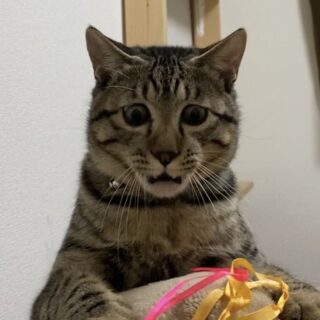 猫は悲しい時や痛い時に泣くのでしょうか？