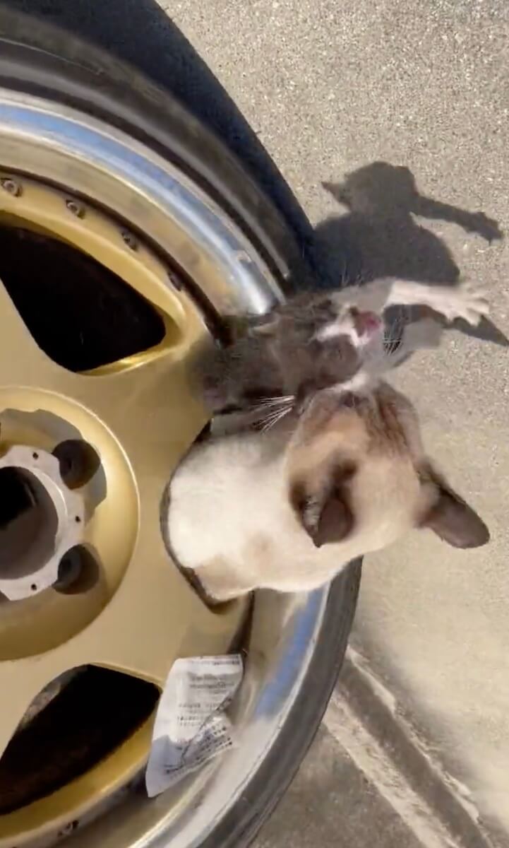 子猫を口に咥えたままタイヤのホイールから身を乗り出す母猫