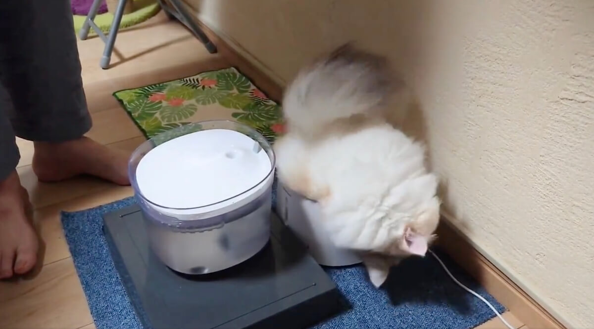 自動給水器の外容器にハマった猫