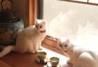 【仲間に入りたい】2匹の白猫が和室で優雅なお茶会を開催→見た目がそっくりでシンクロ率も高い双子の美猫姉妹だった
