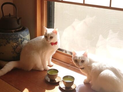【仲間に入りたい】2匹の白猫が和室で優雅なお茶会を開催→見た目がそっくりでシンクロ率も高い双子の美猫姉妹だった