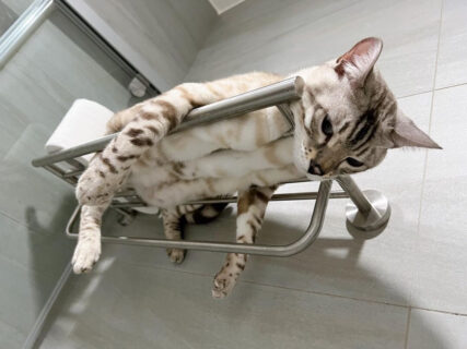 洗面所で顔を洗ったあとに目を開けると…上から猫が見下ろしていた！台湾に住んでいる猫ちゃんのだら〜んとした脱力ポーズが可愛すぎる
