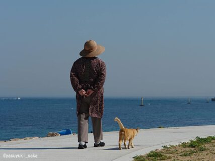 お婆ちゃんと猫が海岸線を仲良くお散歩♪ リードがなくても信頼関係で繋がっていそうな後ろ姿にほっこり癒やされる