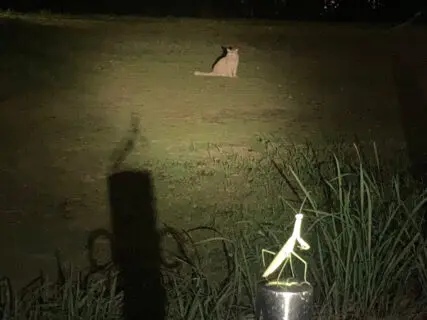 猫とカマキリの異種格闘技戦が勃発！？闇夜に照らされた2匹の対峙する姿がリアルポケモンバトルのようだとSNSで大反響