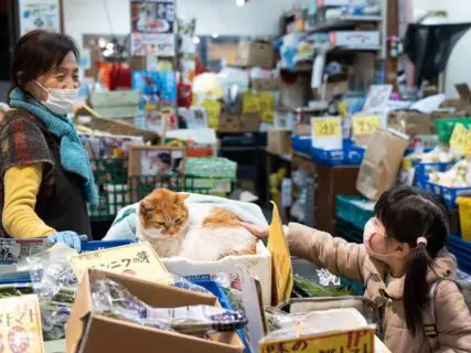 常連客が思わず撫でてしまう青果店の人気看板猫「めいちゃん」はなぜ愛されるのか？80回も通って撮影した写真家が語るその魅力とは