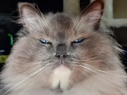 【邪魔をするでないッ!!】気持ちよさそうに日向ぼっこをしていた美猫ちゃん→邪魔された時のムッとした表情が可愛いすぎる