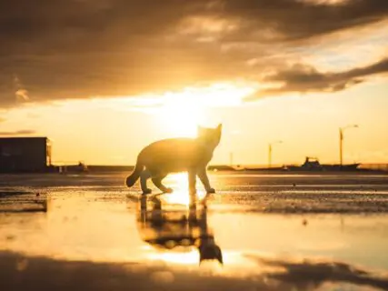 【まるで猫神様】雨上がりの海岸で夕日に染まる猫のシルエットが美しい→幻想的な風景に思わず見とれてしまいそうニャ