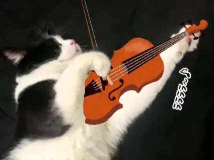 まるで猫のバイオリン弾き！寝ている間に手が動いてしまう猫の仕草が可愛いすぎる→7匹の保護猫が暮らす中古車屋さんの従業猫ちゃんだった