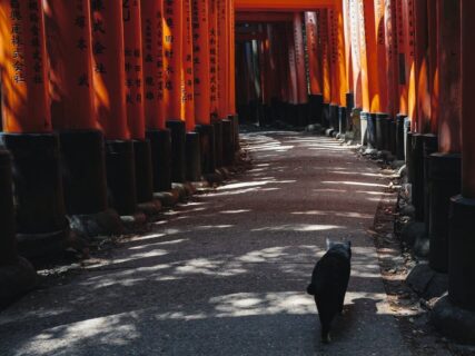 赤い鳥居と黒猫のコントラストが神秘的！伏見稲荷大社で鳥居の隙間から一匹の猫が出現→誘うように歩き出す光景が異世界すぎる