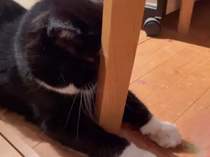 【どうしてこうなった？】顔面にイスの脚がめり込んでしまった猫ちゃん、まるで漫画のようなシーンだとSNSで話題に