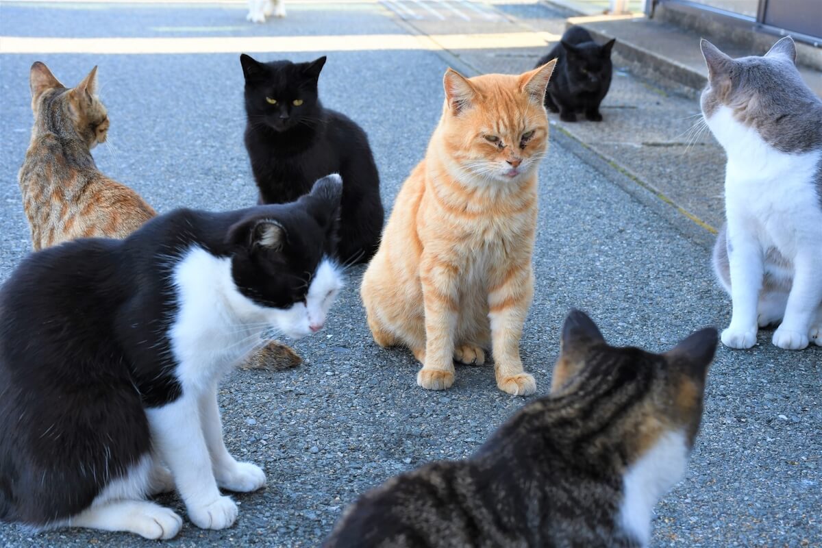 猫が集会をしているイメージ写真