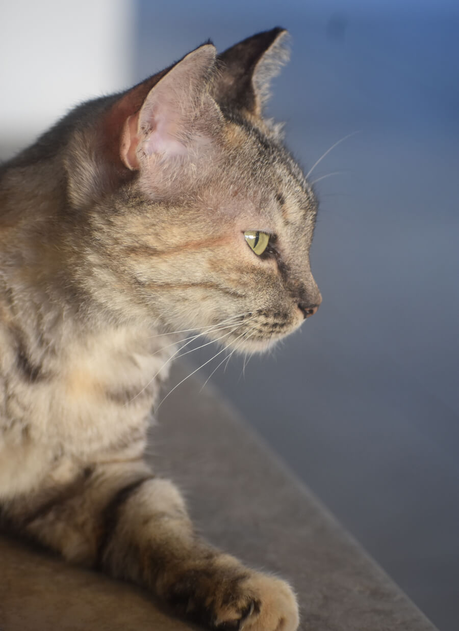 黄昏る猫のイメージ写真
