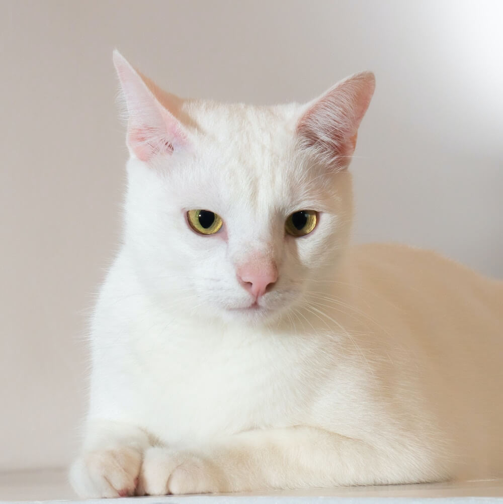 スフィンクス座りをする白猫のイメージ写真