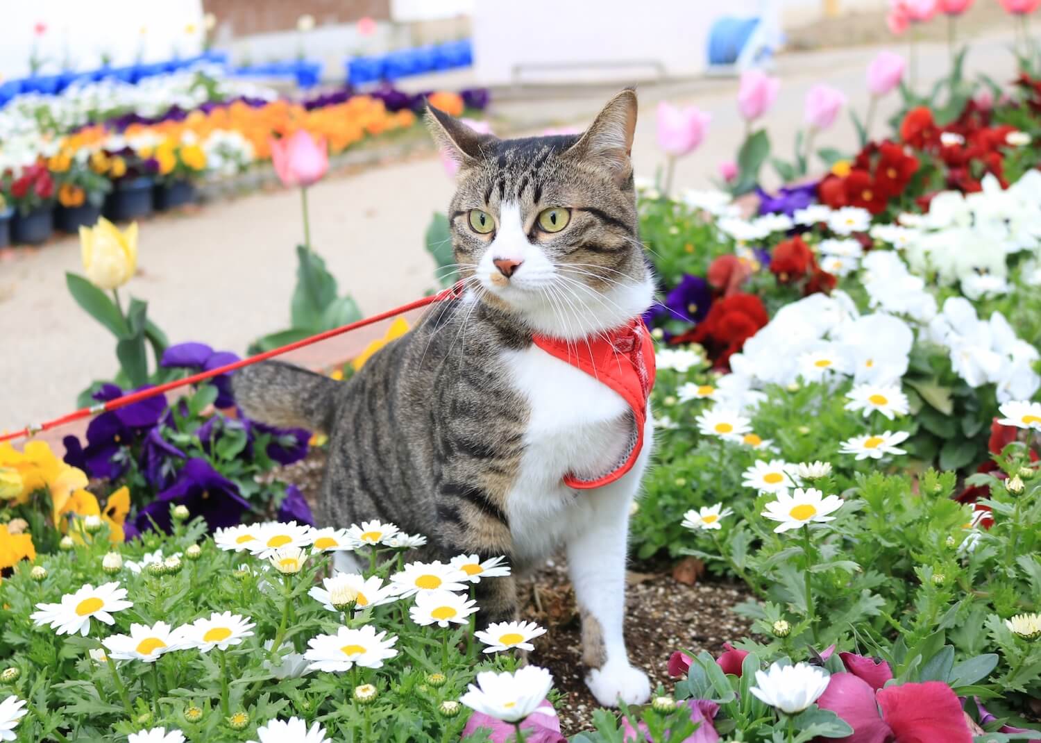 お花畑でお散歩する猫のイメージ写真