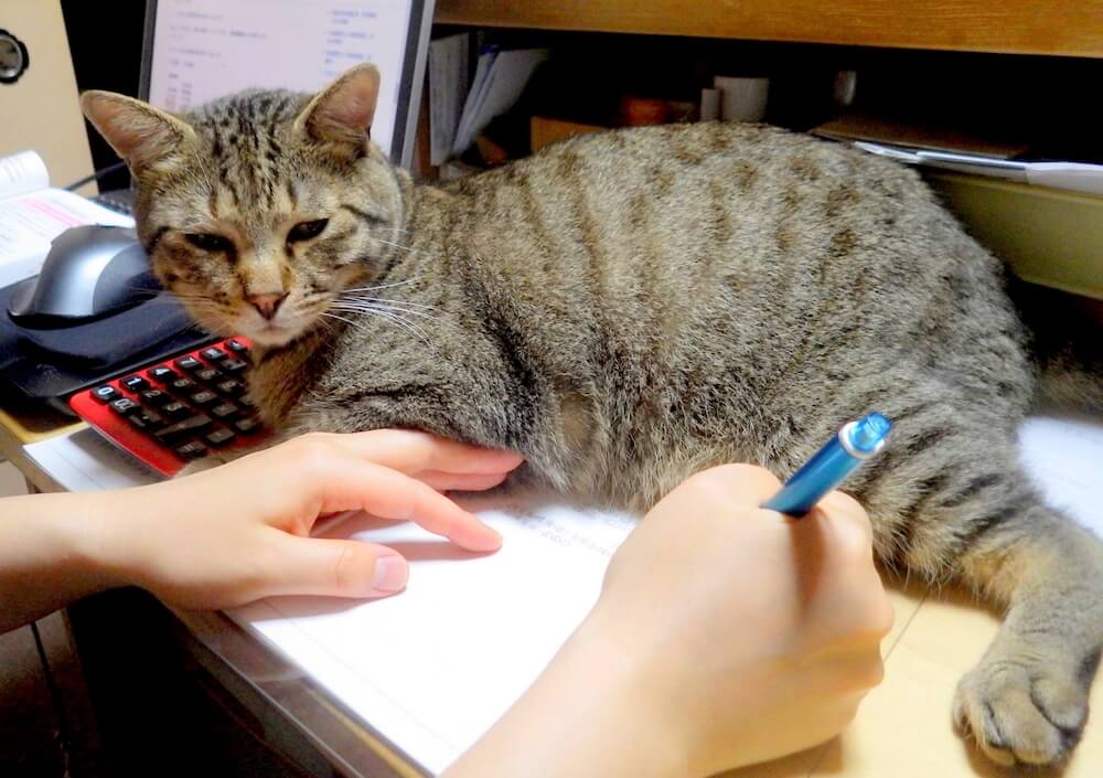 机の上で人間が勉強しているのを猫が邪魔するイメージ