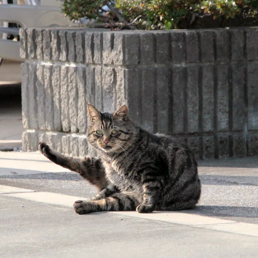 駐車場で毛づくろいしている外猫の写真