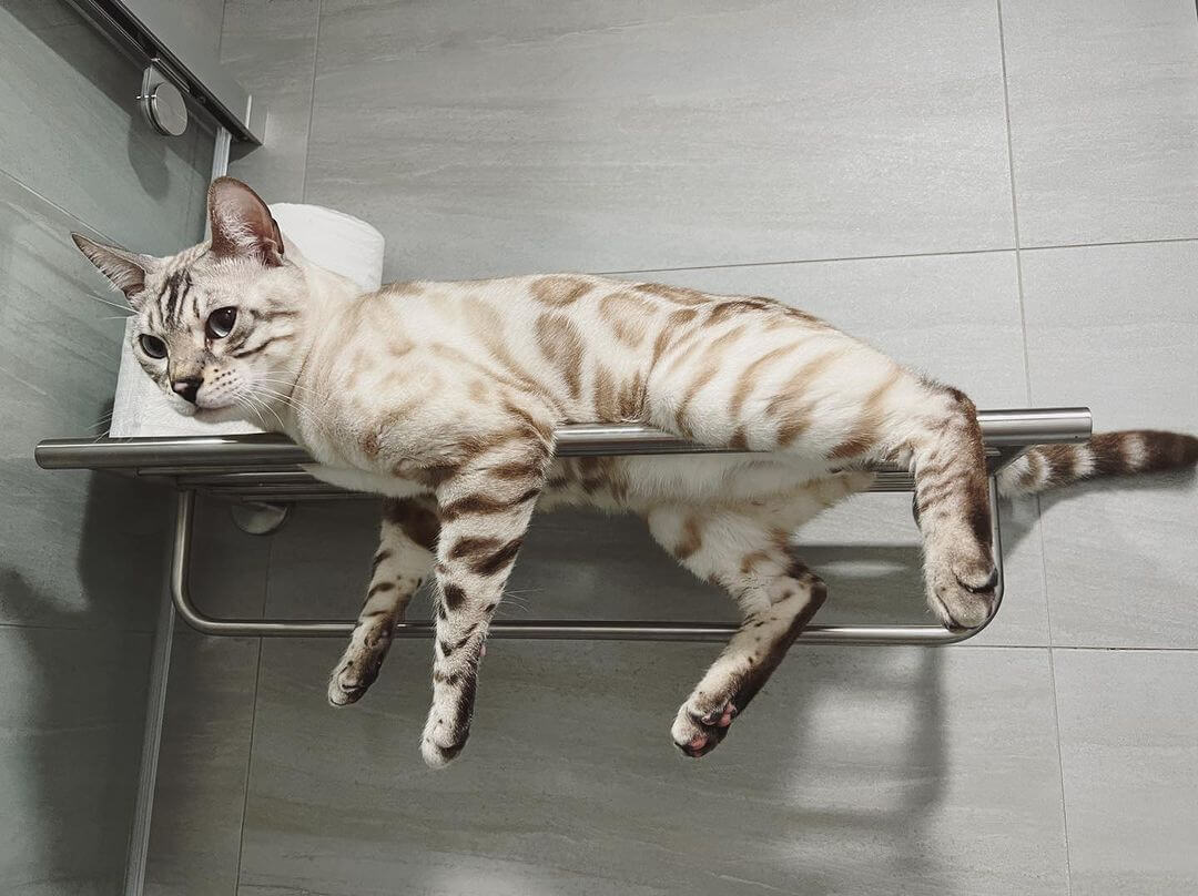 洗面所のパイプ棚の上でくつろぐ猫