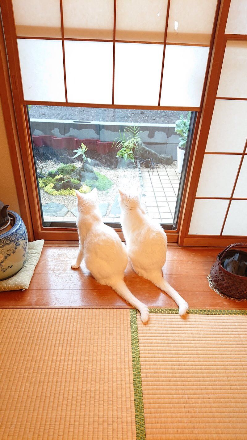 窓の外を眺める2匹の白猫