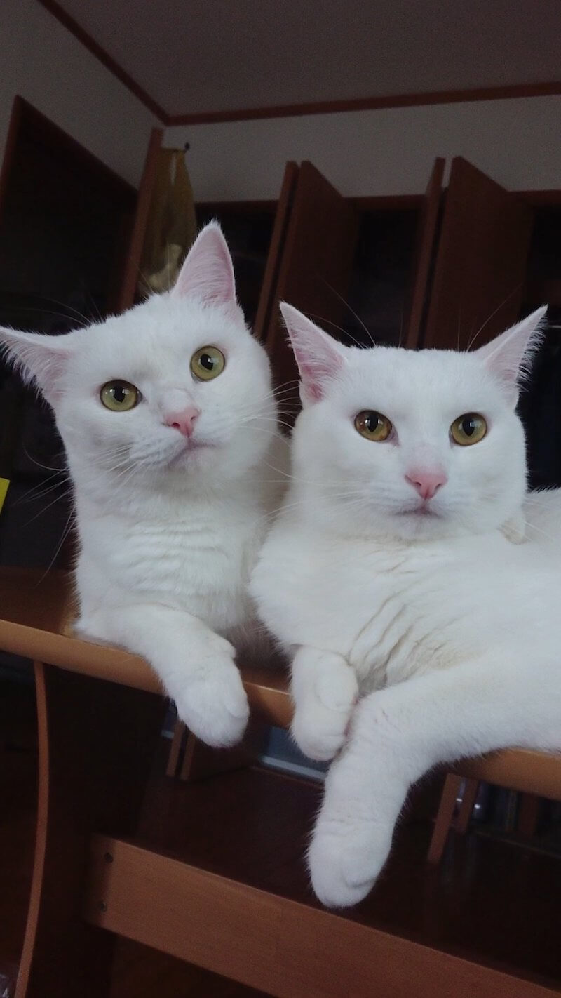 双子姉妹の白猫ぽむりん＆ぽわたん