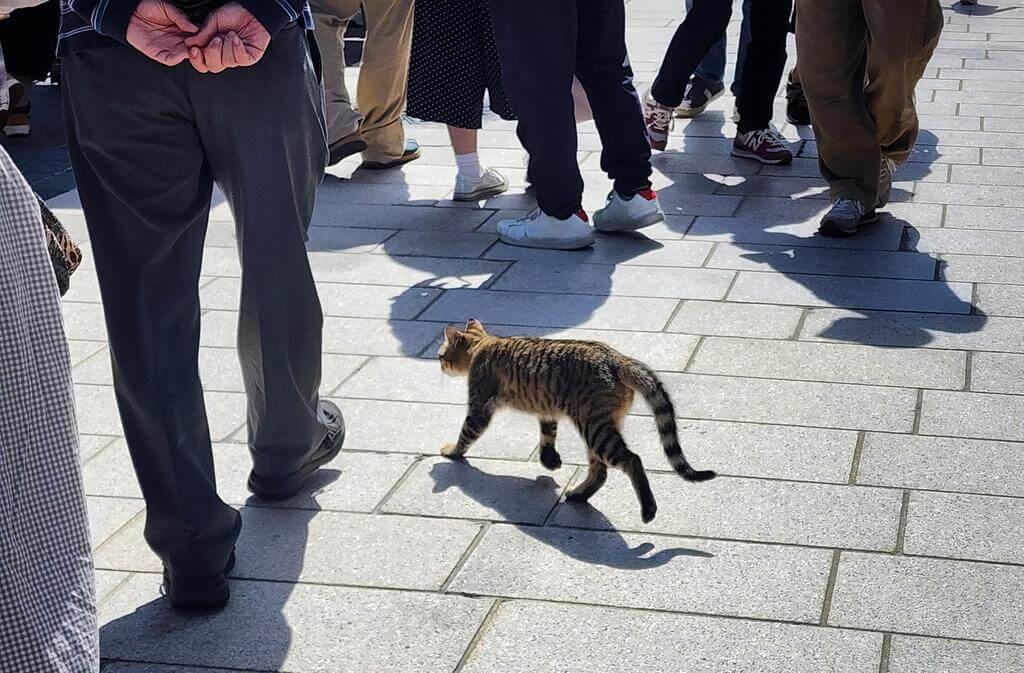 輪島市の朝市で見つけたキジトラ猫