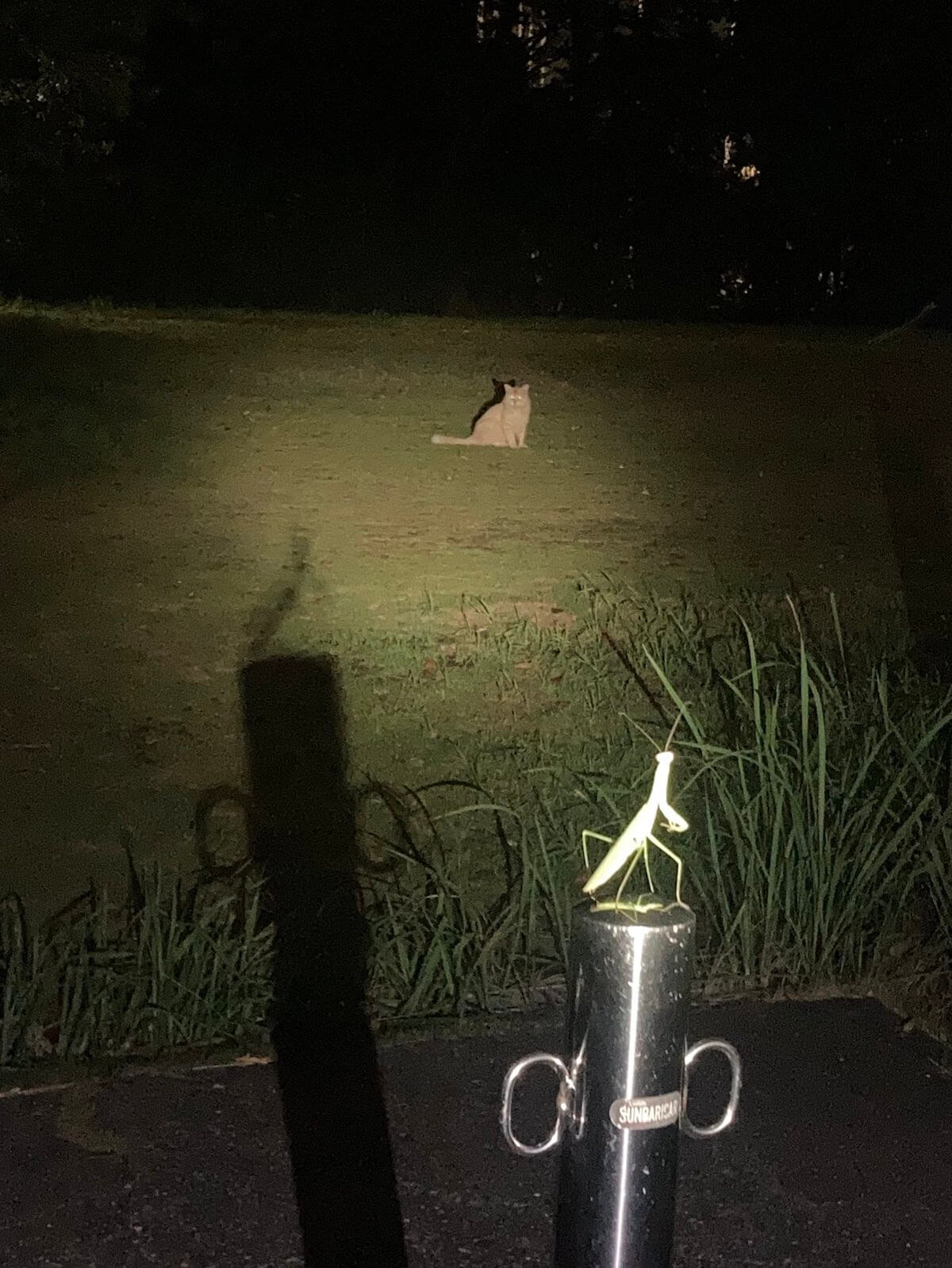 ポケモンバトルのように夜の公園で向かい合う猫とカマキリの写真