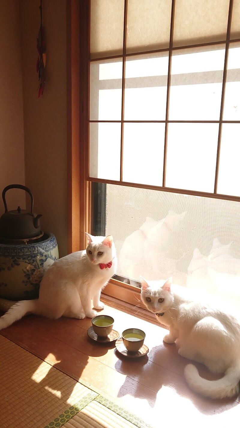 和室でお茶会をしている猫の写真