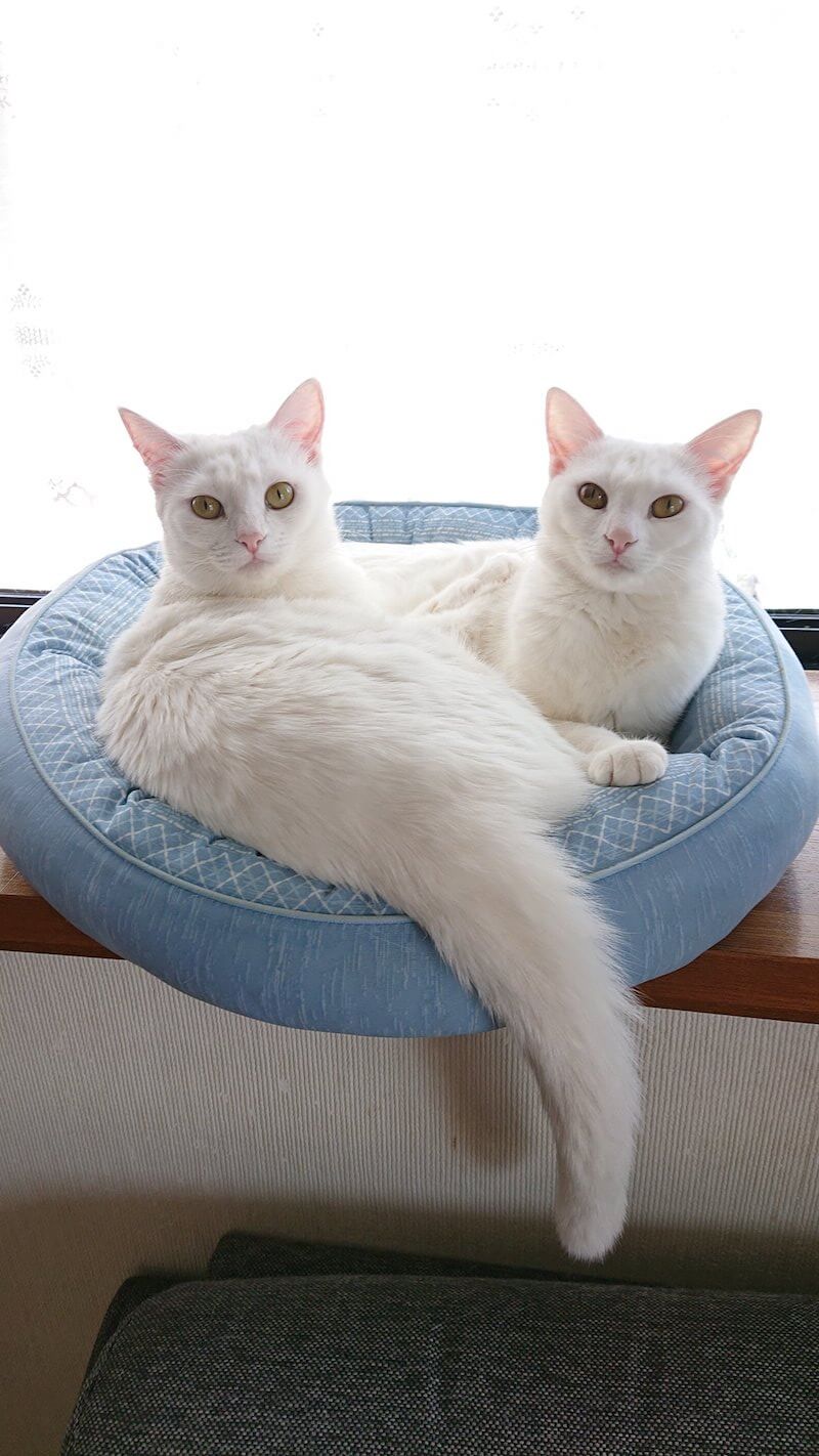 仲良く休憩している双子姉妹の白猫ぽむりん＆ぽわたん