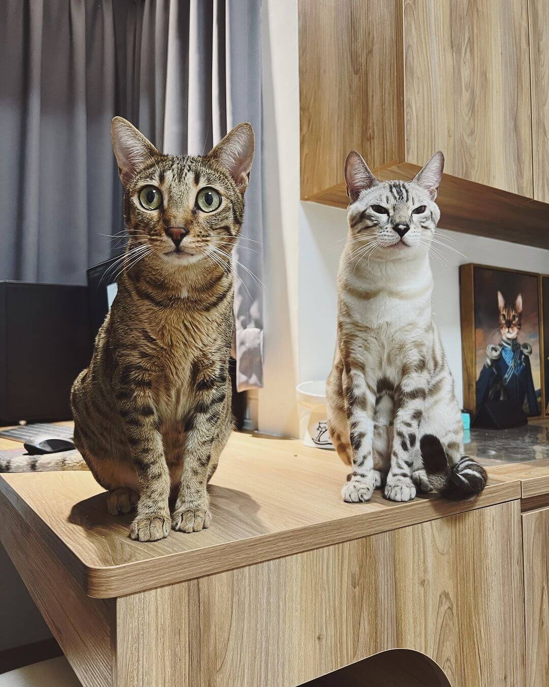 兄弟猫のサバンナキャットとスノーベンガル