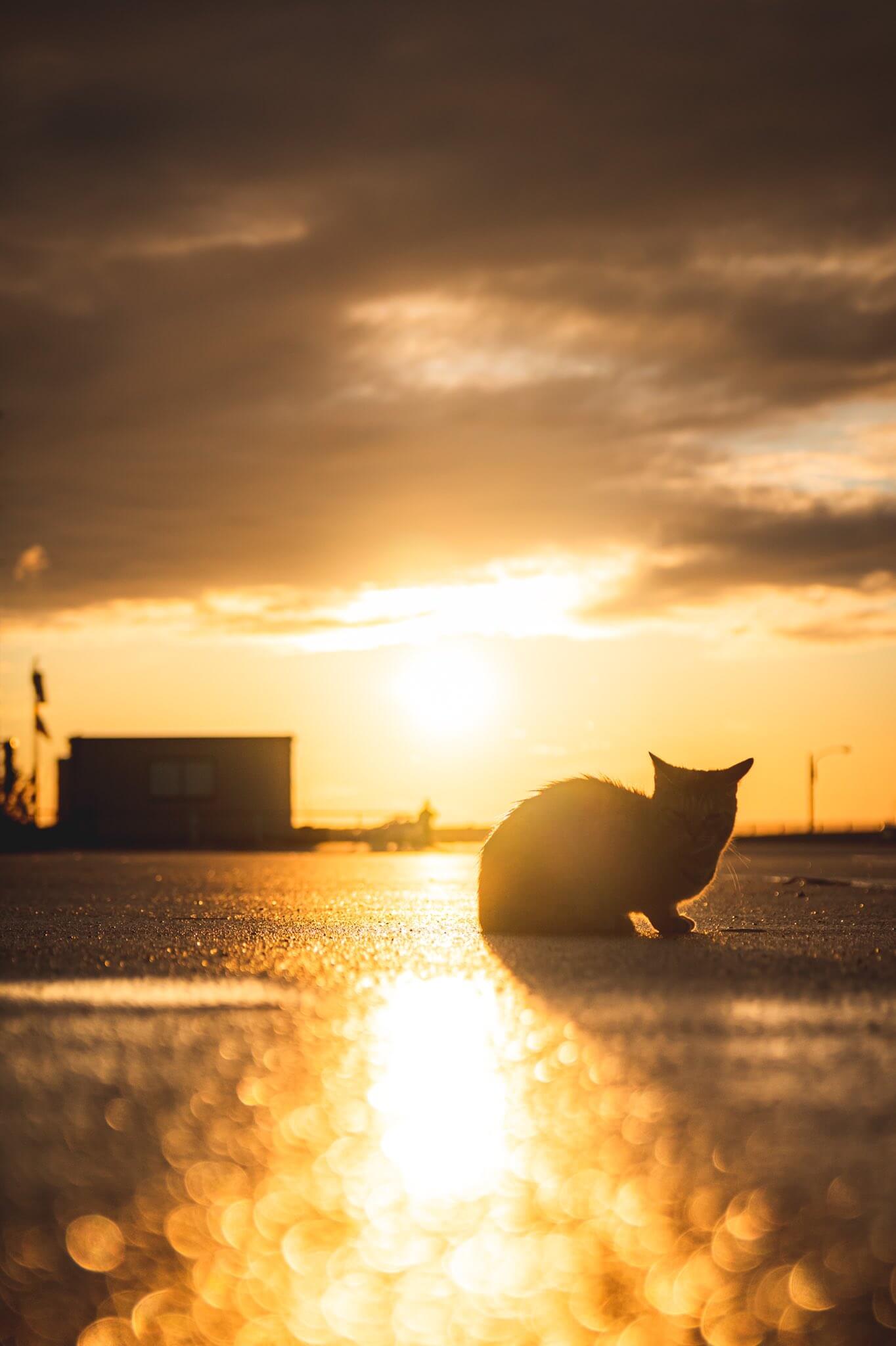 漁港で夕焼けの黄金色に染まる猫