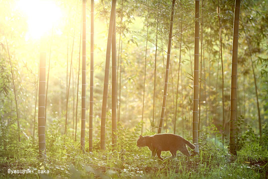 竹林の中を歩く猫の写真 by 阪 靖之