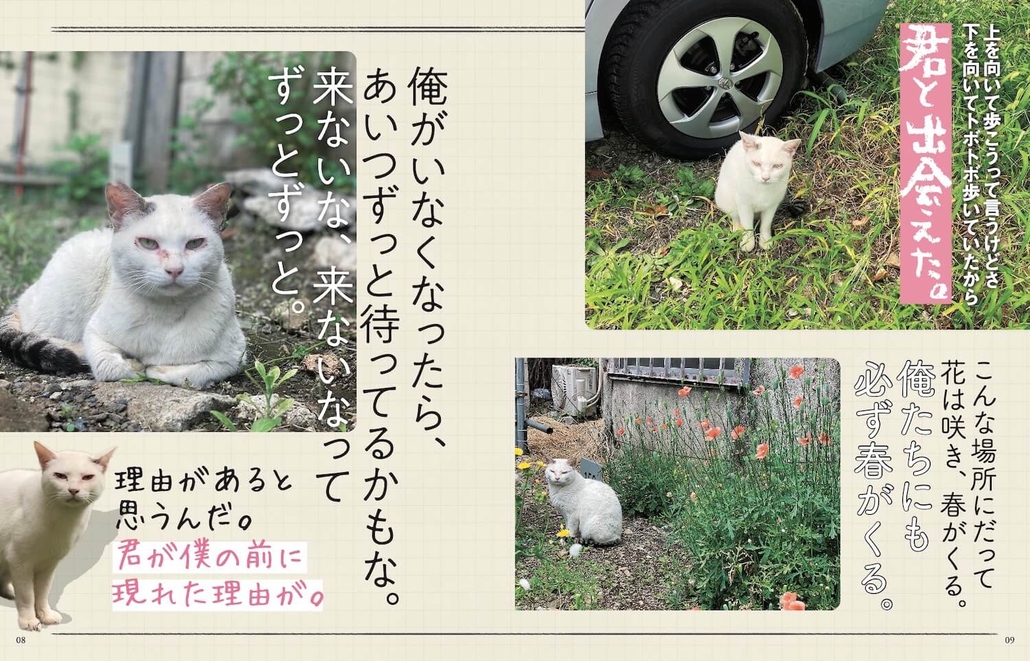 歌舞伎町の駐車場で仲良くなった野良猫の物語 by 書籍「歌舞伎町の野良猫「たにゃ」と僕」