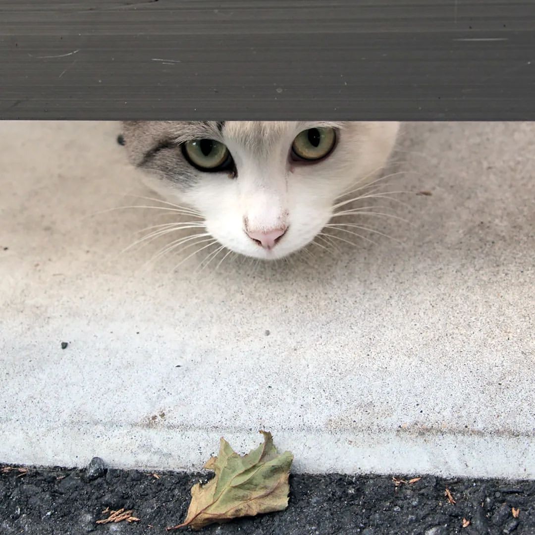 扉の下から覗き込む外猫の写真