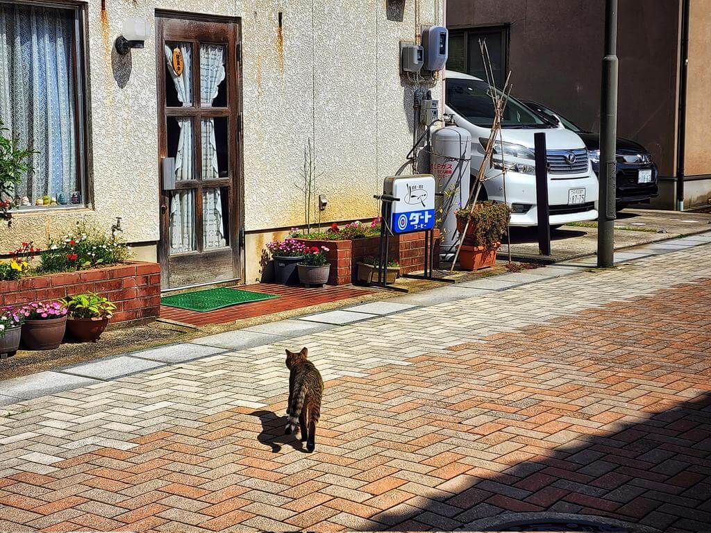 喫茶店の前へと案内するキジトラ猫